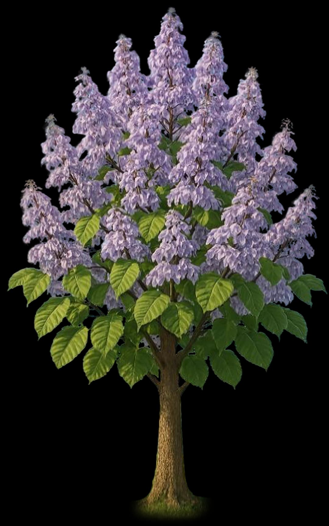 tree